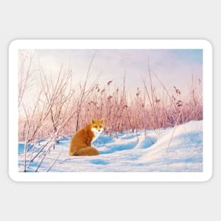 Red Fox in Snow Sticker